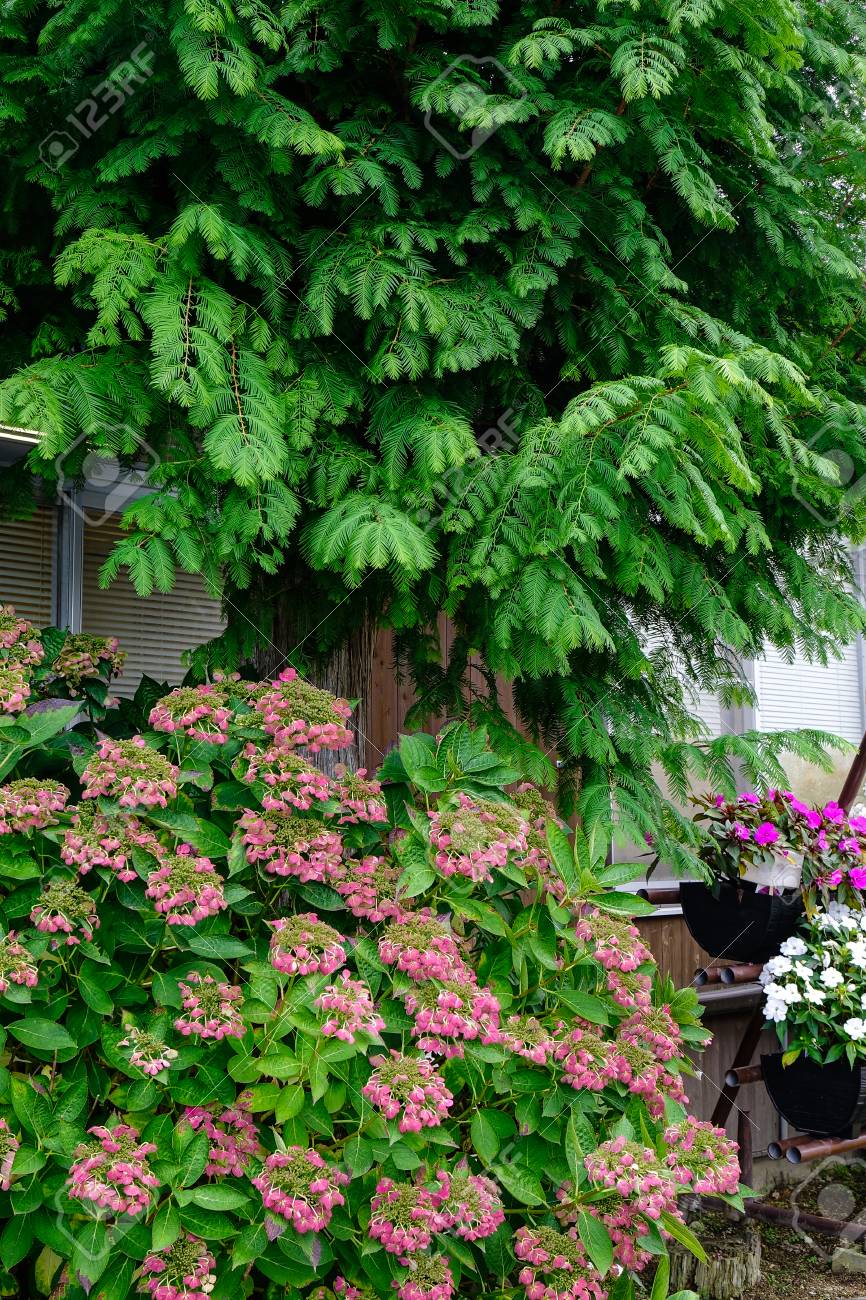 Kleiner Japanischer Garten Mit Kiefer Und Zeit Der Blumen Im ... Kleiner Japanischer Garten Mit Kiefer Und Zeit Der Blumen Im ...
