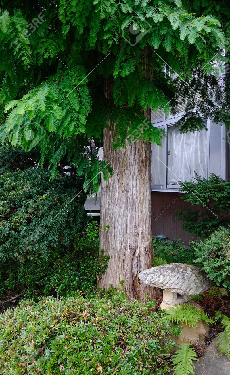 Kleiner Japanischer Garten Mit Kiefer Und Steinlaterne In Der ... Kleiner Japanischer Garten Mit Kiefer Und Steinlaterne In Der ...