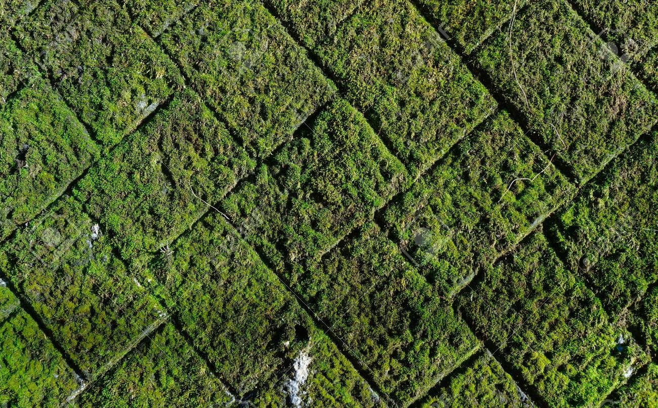 古代日本の城の古いレンガの壁に緑の苔 の写真素材 画像素材 Image 93251744