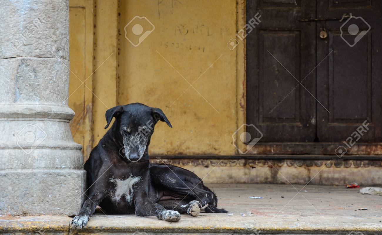 インドのジャイプールの貧しい家で黒い犬 の写真素材 画像素材 Image