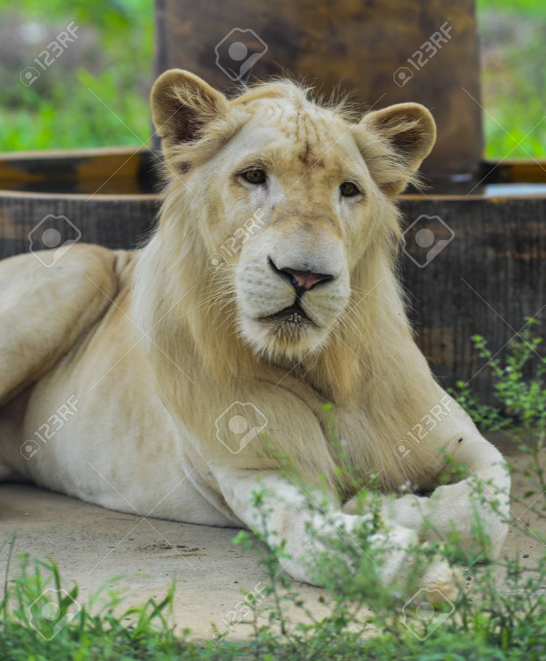 ホワイトライオン-動物園のトランスバールライオン（Panthera