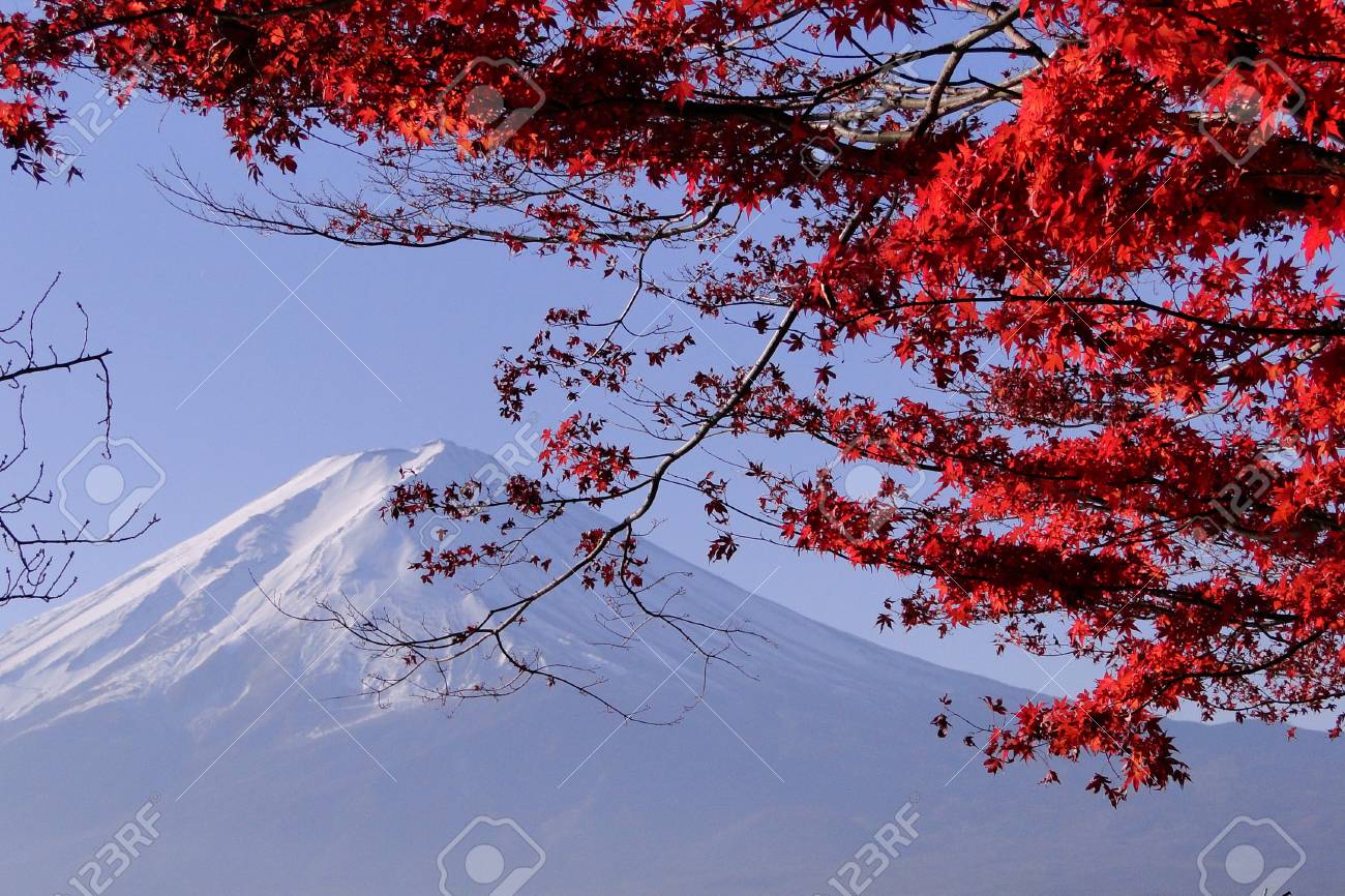 Mount Fuji Japanese Iconic With Maple Trees In Autumn Stock Photo Picture And Royalty Free Image Image 127376455