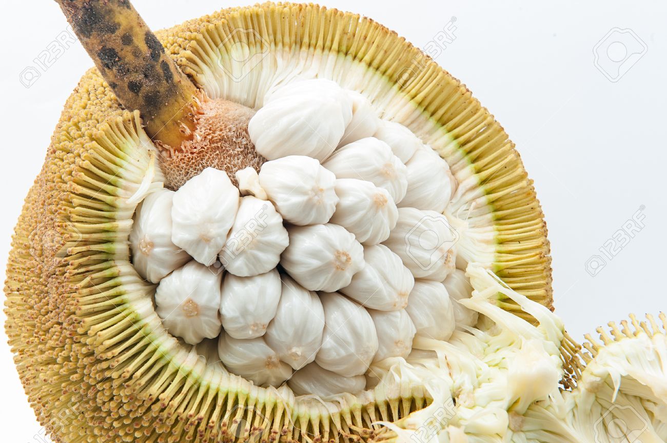 マラン苗 Marang, Artocarpus odoratissimus Artocarpus odoratissimus