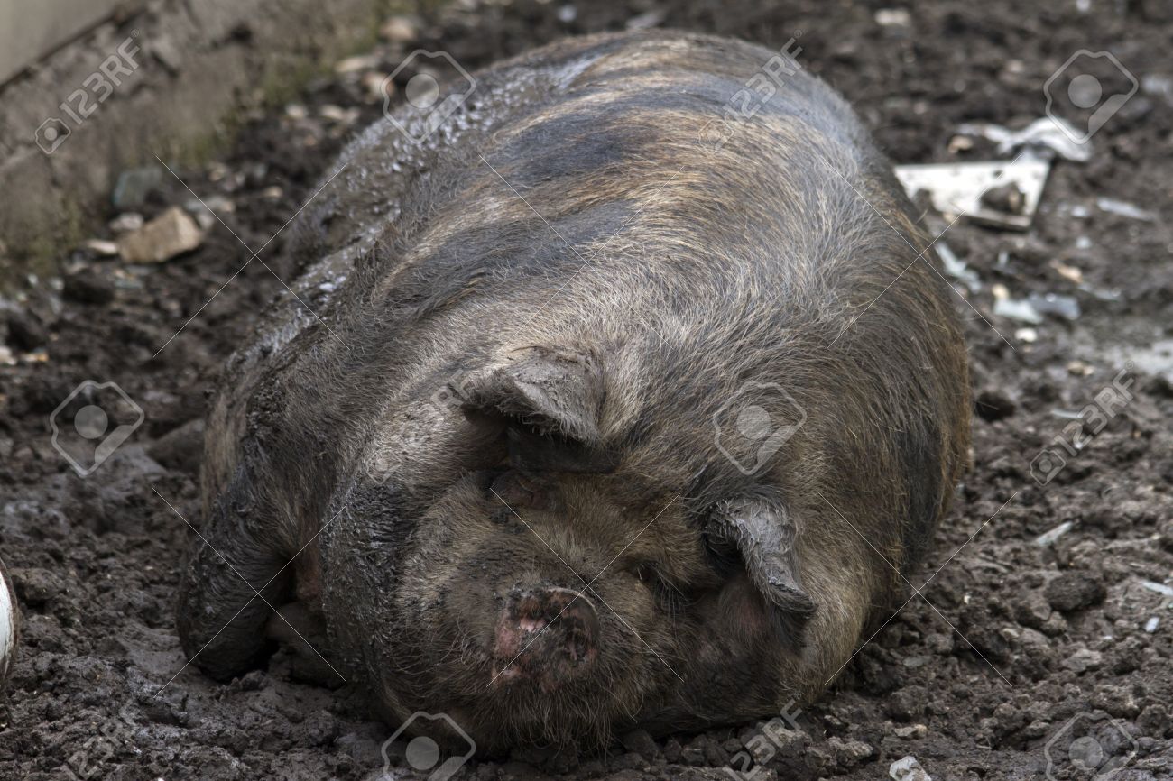 etiam-dictum-ipsum-a-felis