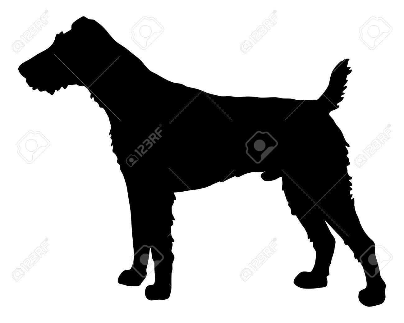 black fox terrier