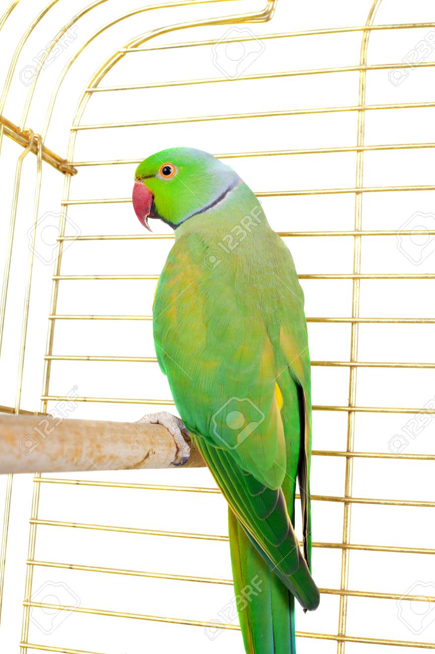 big green parrot in the cage stock photo picture and royalty free