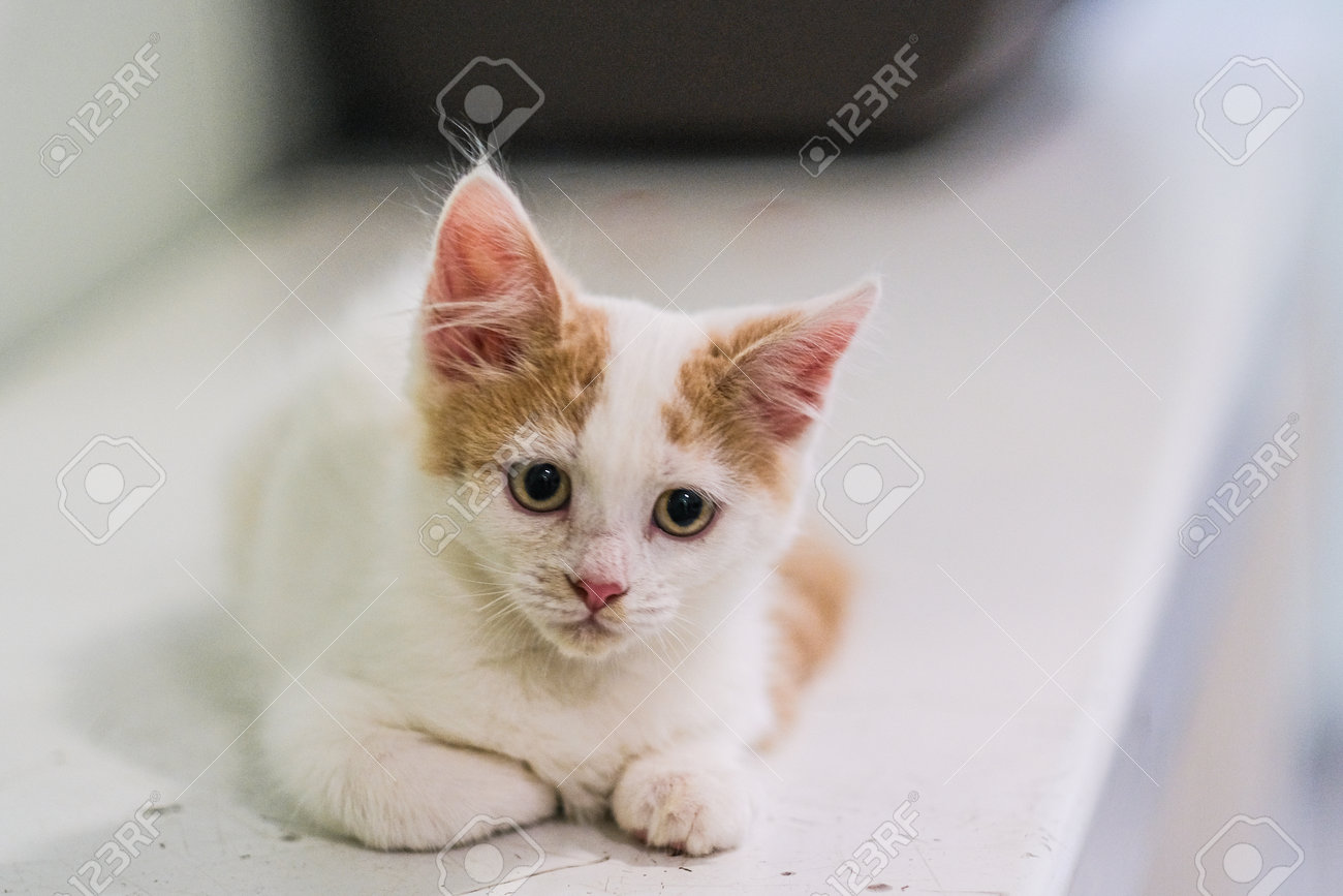 etiam-dictum-ipsum-a-felis