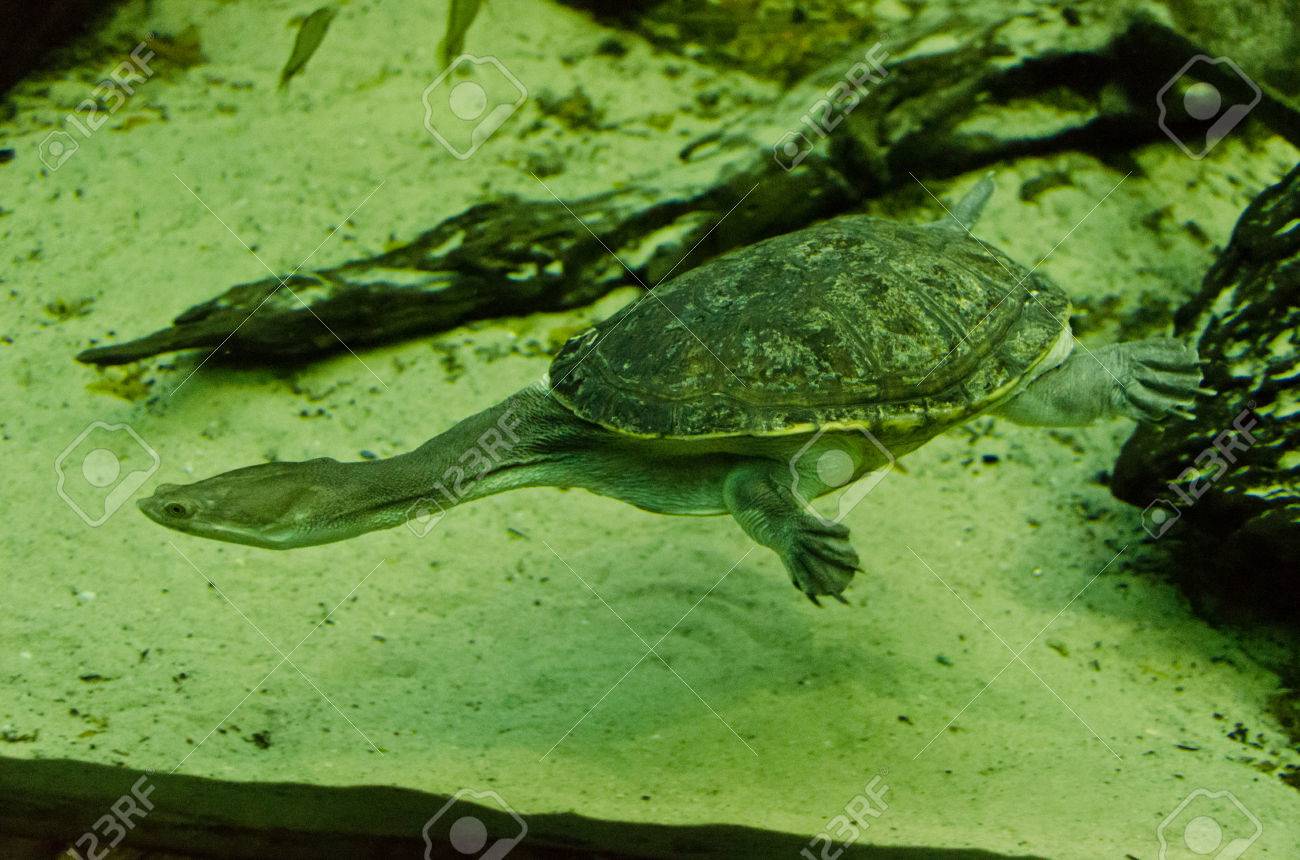 首の長い水生カメ の写真素材 画像素材 Image