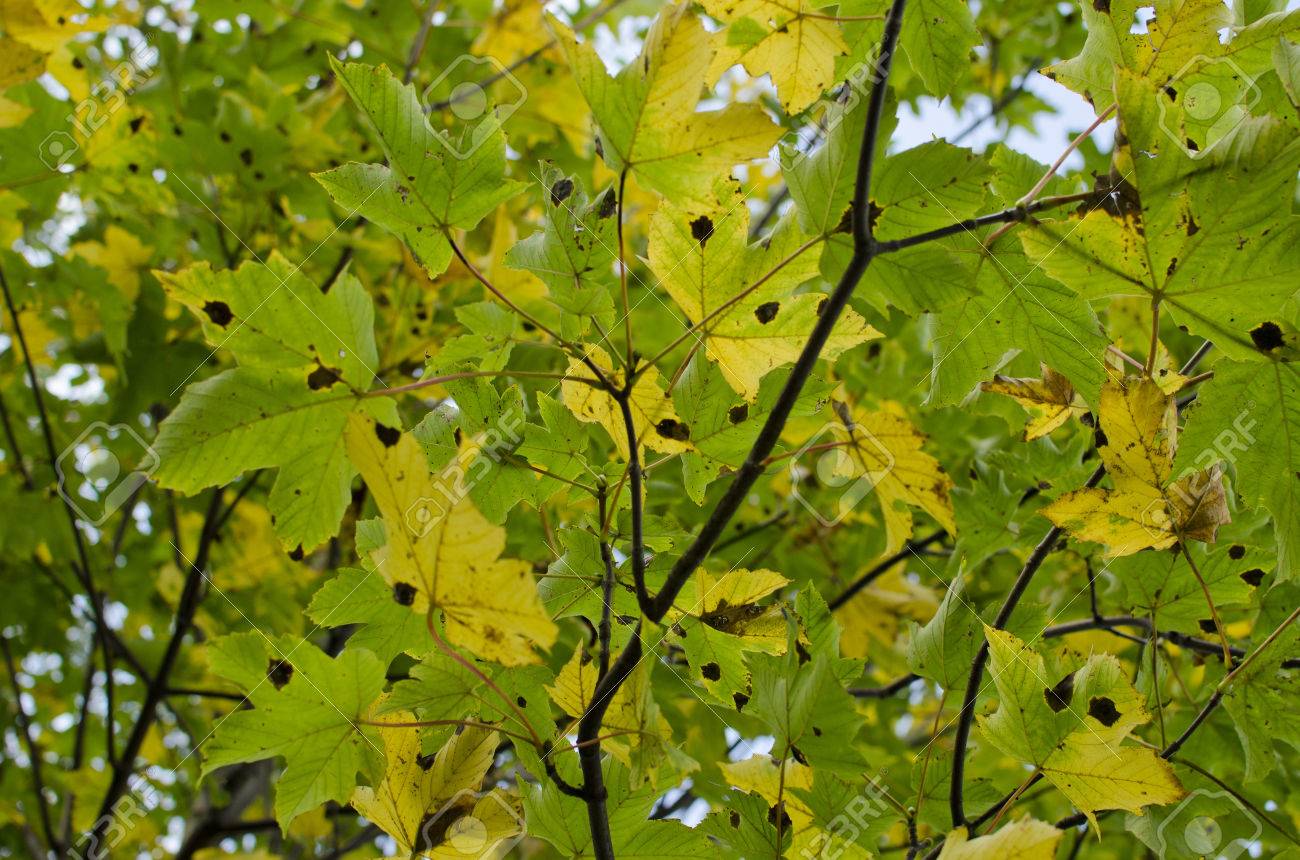 カエデの葉の病気 の写真素材 画像素材 Image