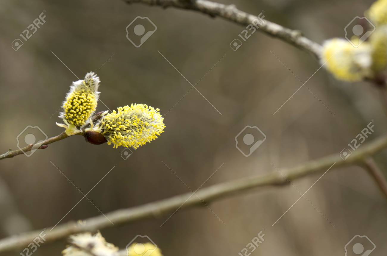 アスペン ツリーの花 の写真素材 画像素材 Image
