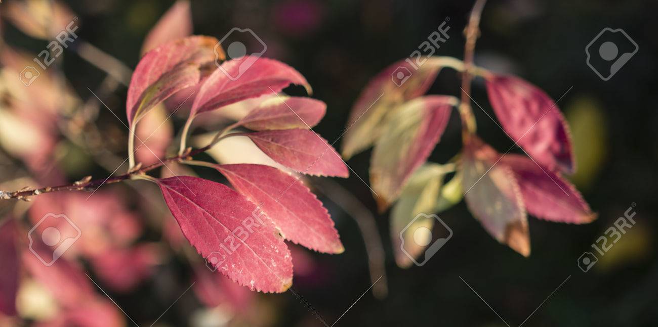 laburnum alpinum autumn leaf
