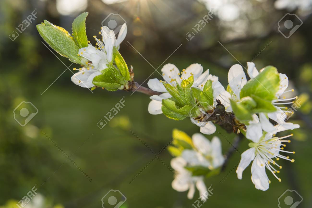 緑の葉の木に白い梅の花 の写真素材 画像素材 Image