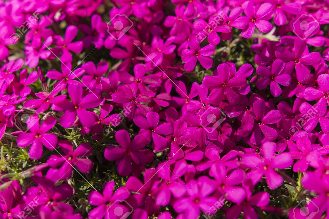 ロッカーと多年草の赤い花 の写真素材 画像素材 Image