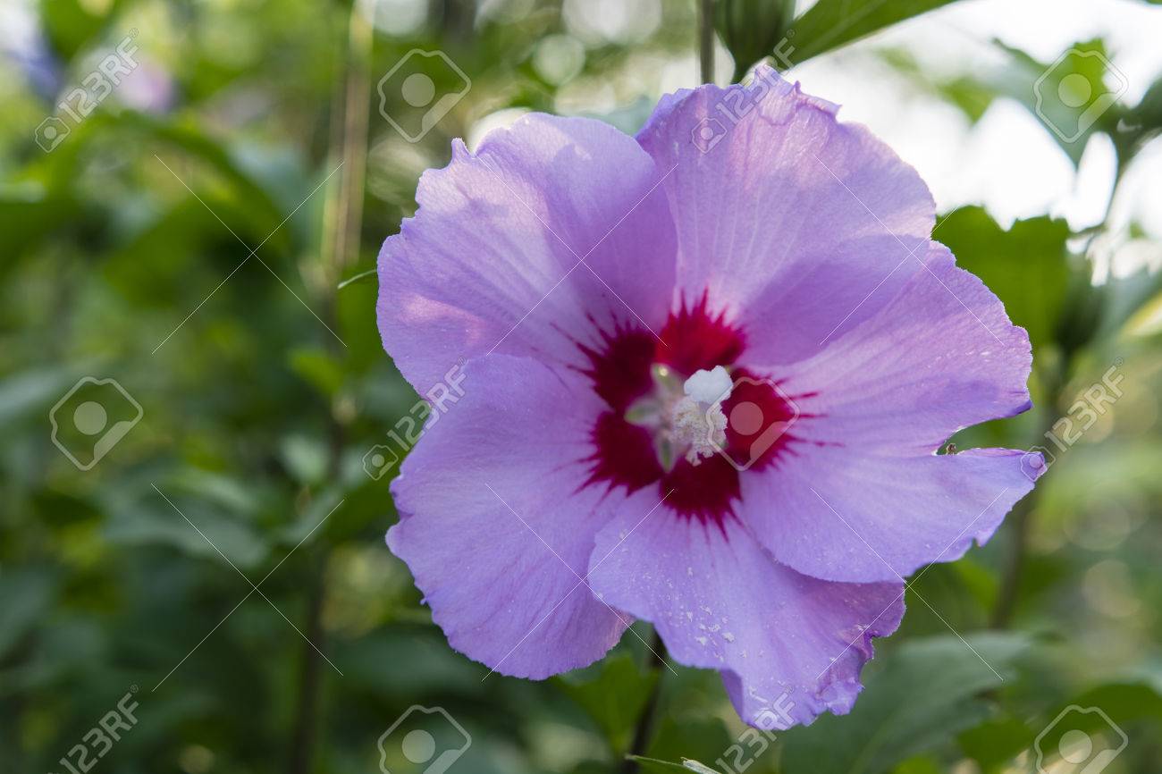 Purple Hibiscus Flower. Stock Photo, Picture and Royalty Free Image. Image  64513174., image size:1300x866