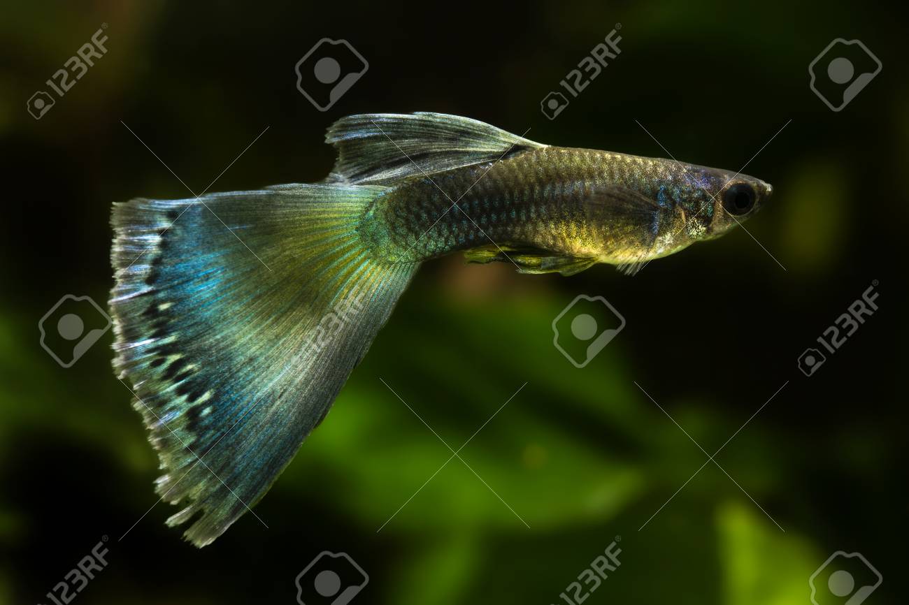 Fish peacock Clearance