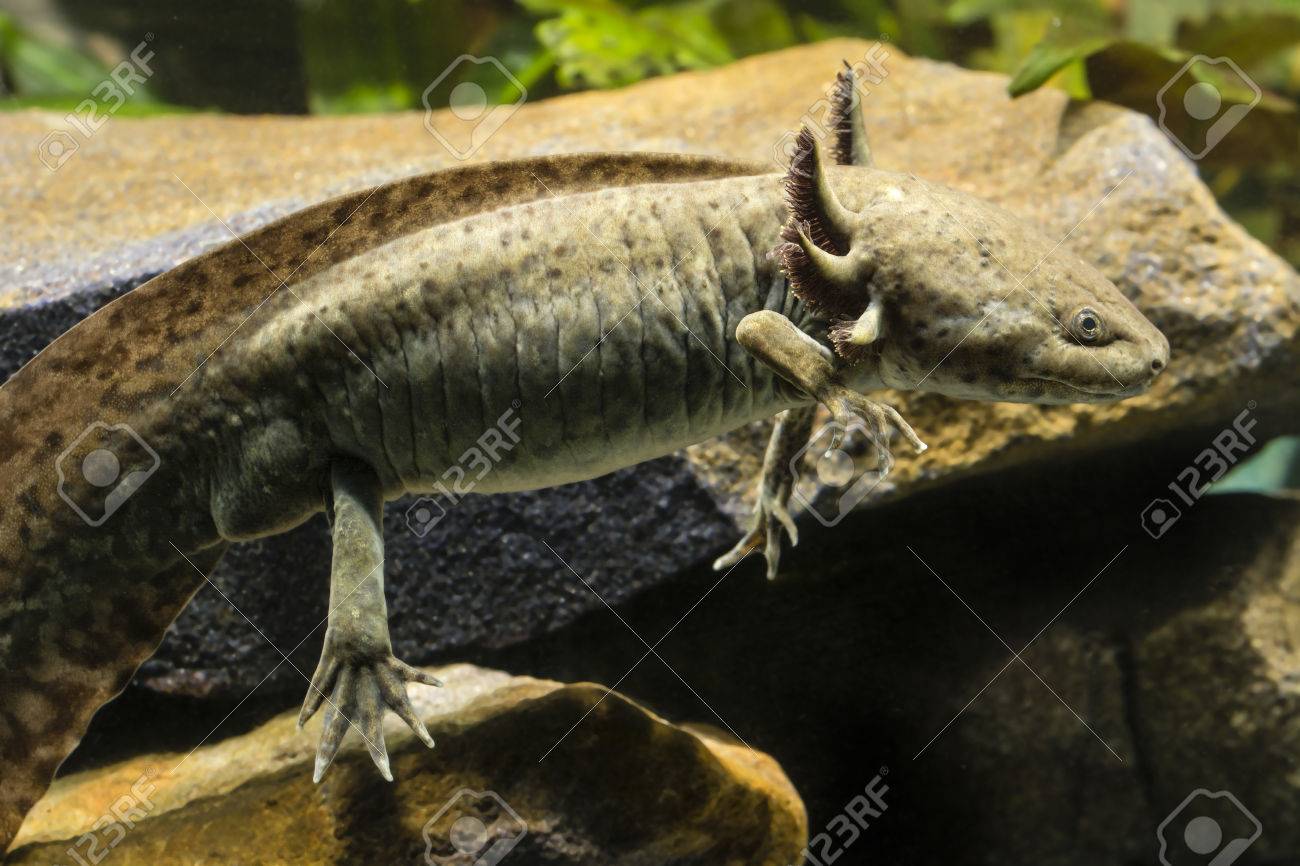 Les phases de l'Axolotl 70653703-Axolotl-in-a-natural-color-from-rocks--Stock-Photo