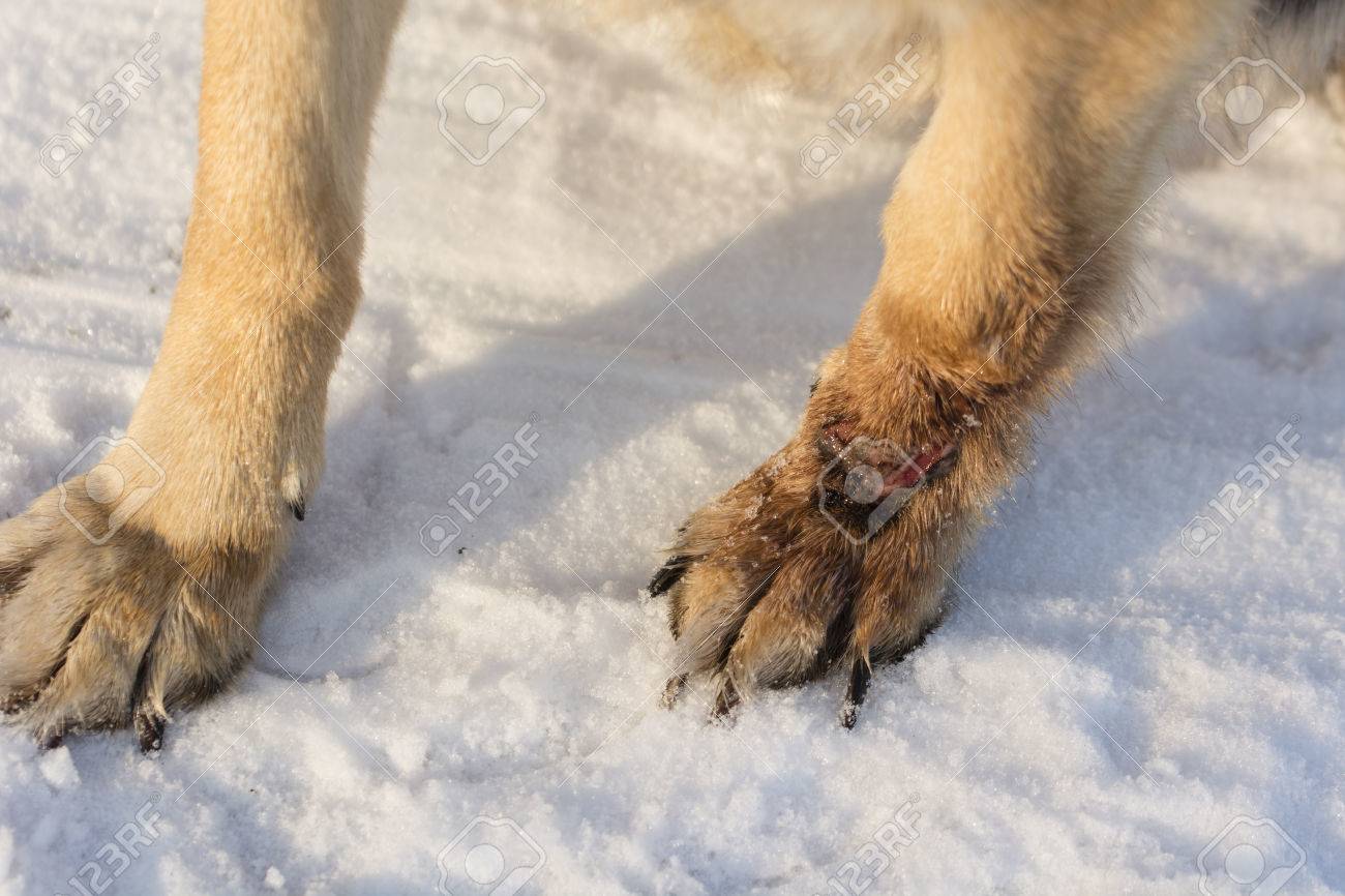 damaged dog paws