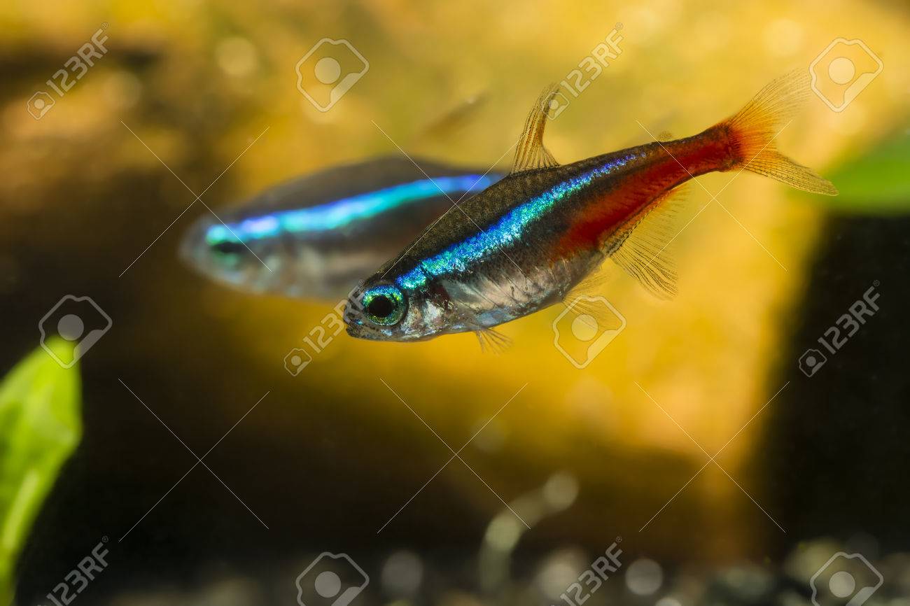 neon freshwater fish