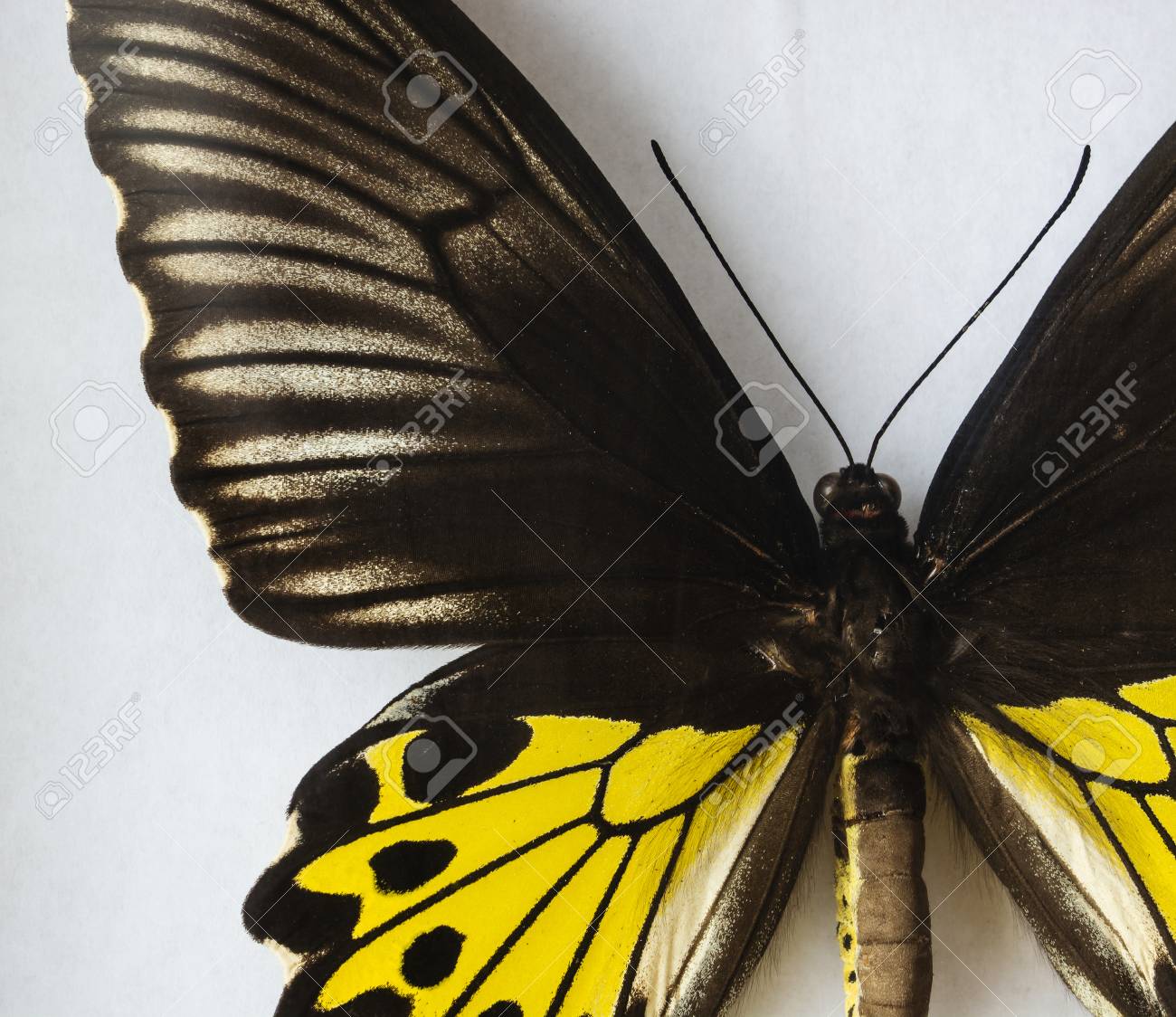 Volcanic Black And Yellow Butterfly On A White Background Stock Photo Picture And Royalty Free Image Image 71993113