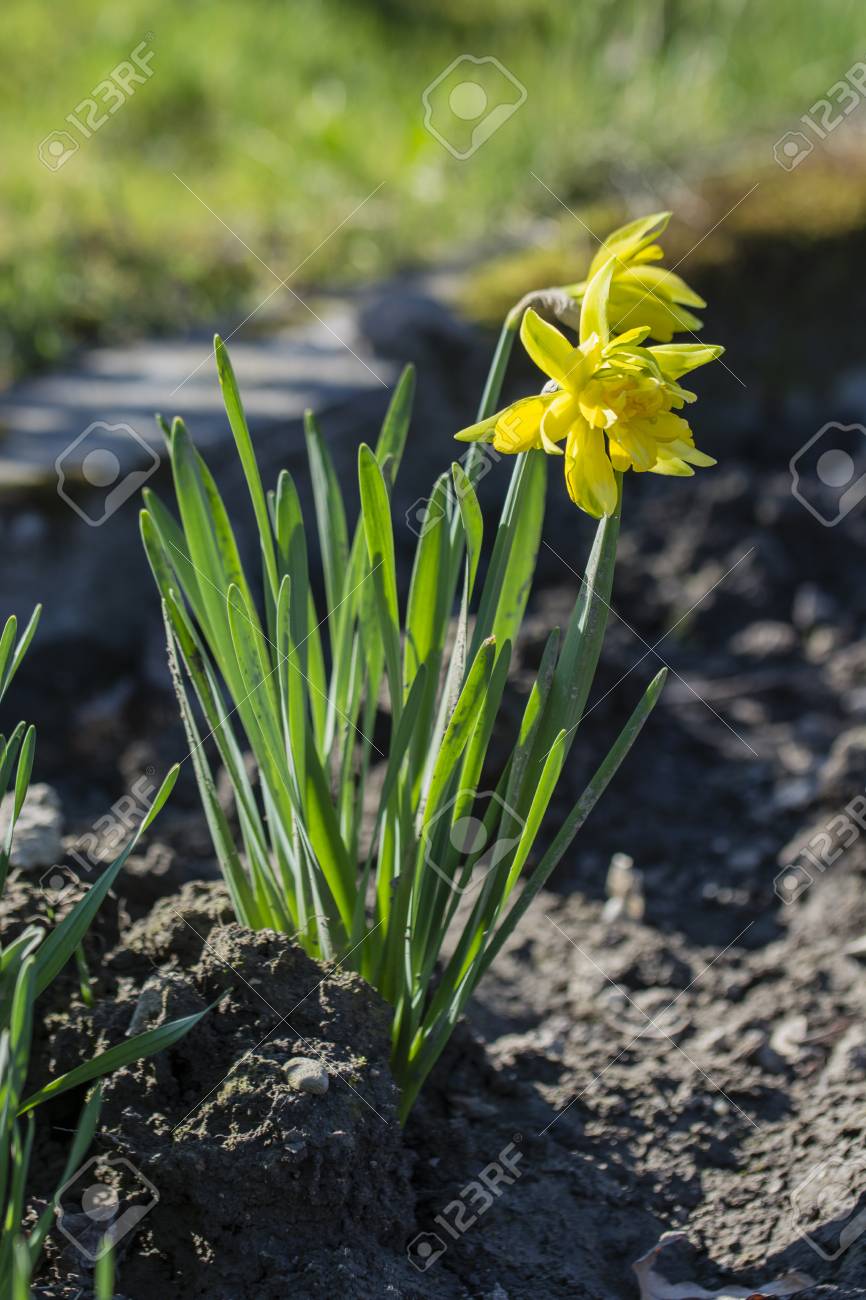 76484396 yellow daffodil orchid flower with green leaves Are Daffodils Orchids