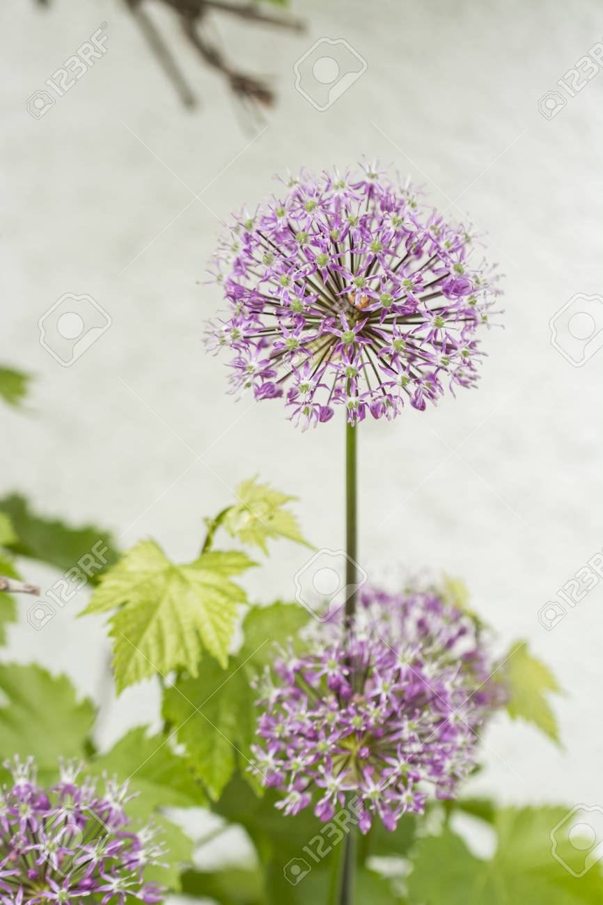 観賞ニンニクの花 の写真素材 画像素材 Image