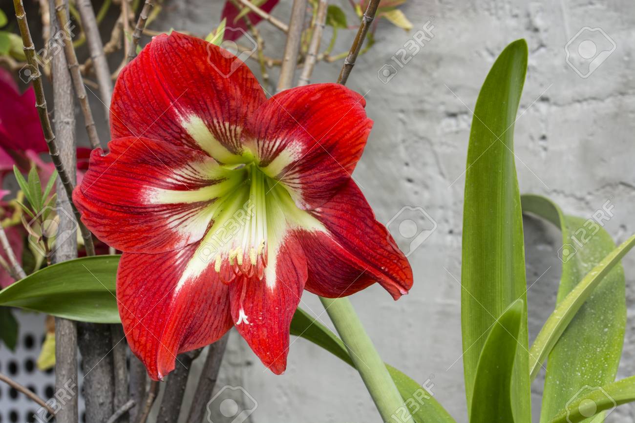 黄色の中央に大きな赤いアマリリスの花 の写真素材 画像素材 Image