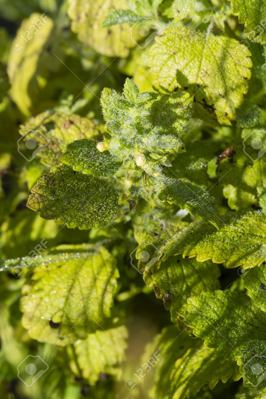 レモンバームの花の朝露は の写真素材 画像素材 Image