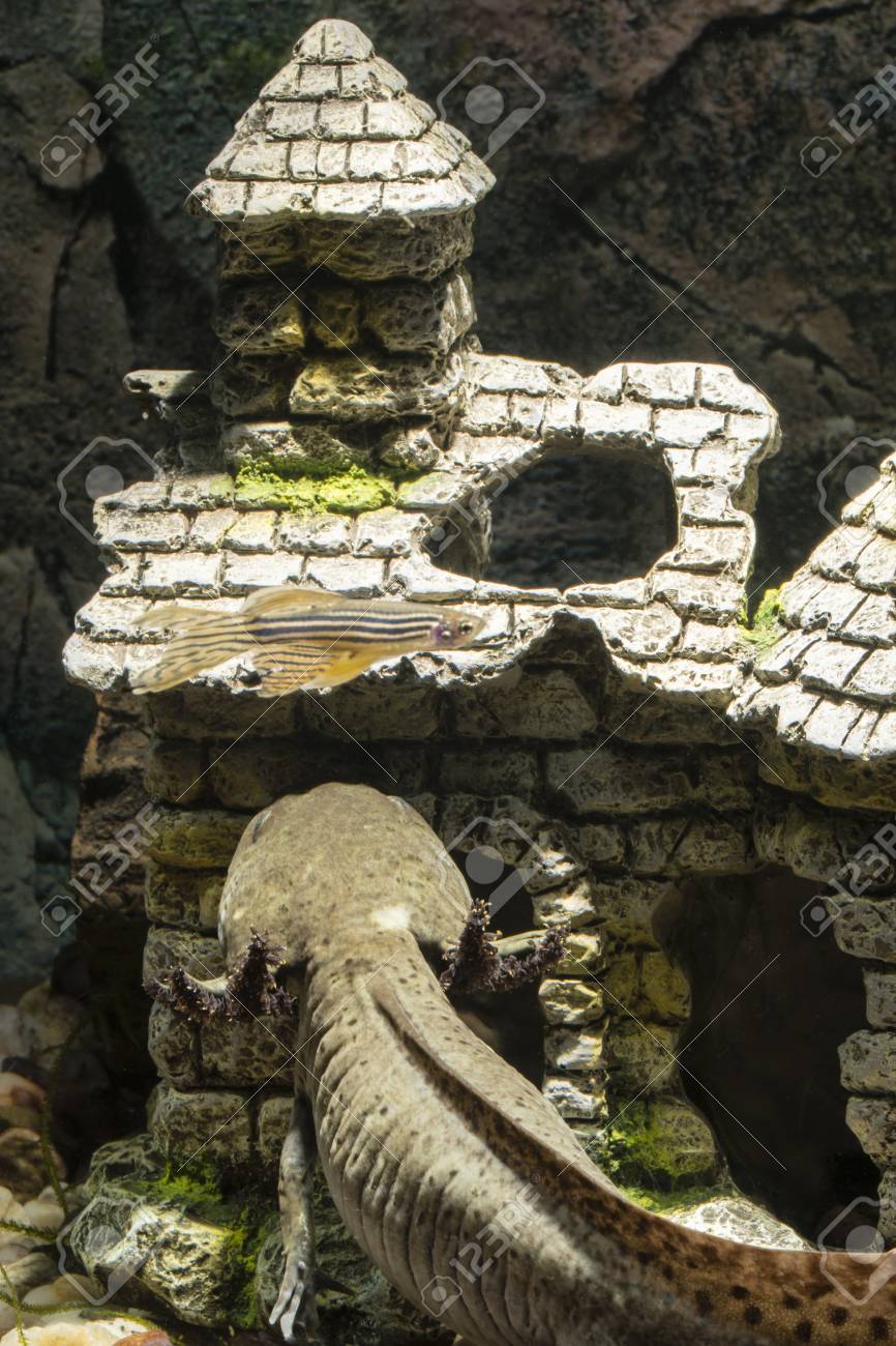 Axolotl Watches The Fish In The Aquarium With The Decoration Stock Photo Picture And Royalty Free Image Image