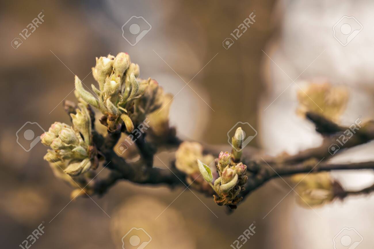 梨のお花＊梨のつぼみの枝＊切り花】真っ白い可憐な可愛いお花＊里山