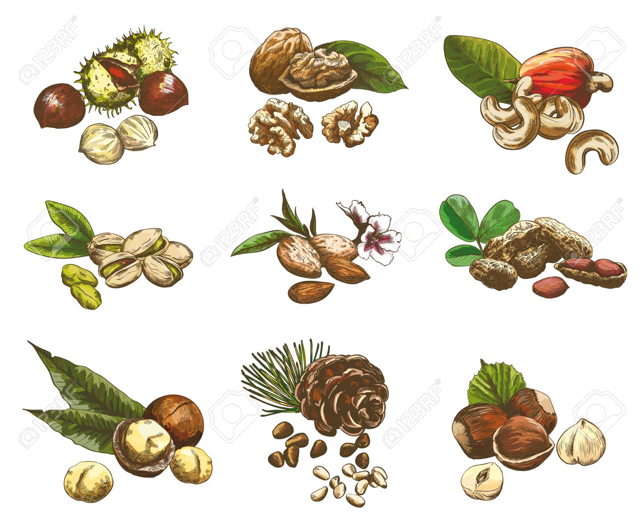 いくつかの種類の木の実 9 色ベクトル スケッチ セット のイラスト素材 ベクタ Image