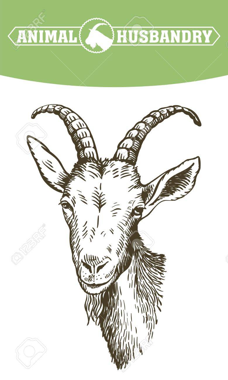 ヤギの頭 家畜 動物放牧します 手書きのスケッチ のイラスト素材 ベクタ Image
