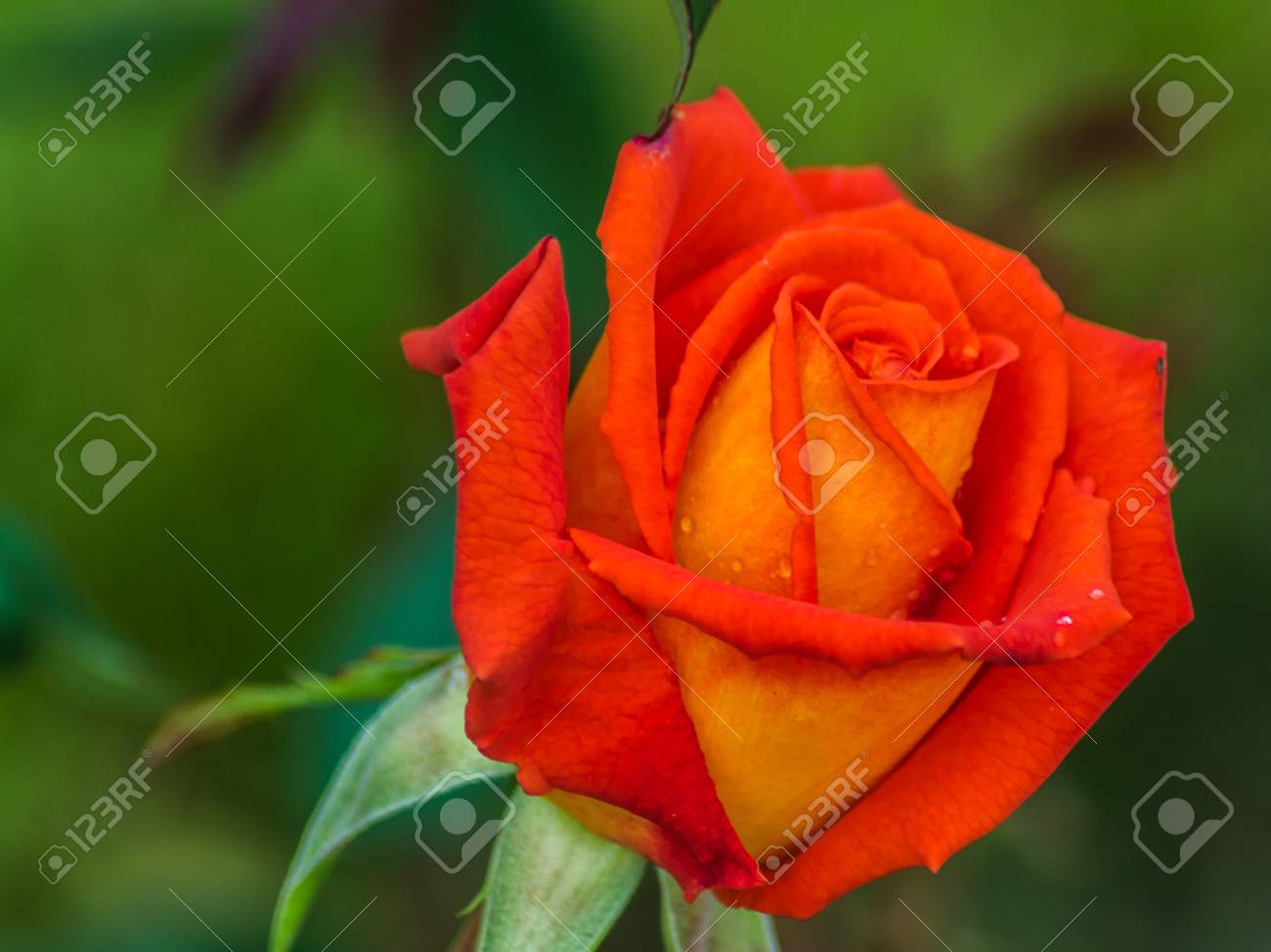 Belle Fleur Rose Rouge Gros Plan Horizontal Lumière Du Jour Mise Au Point Sélective