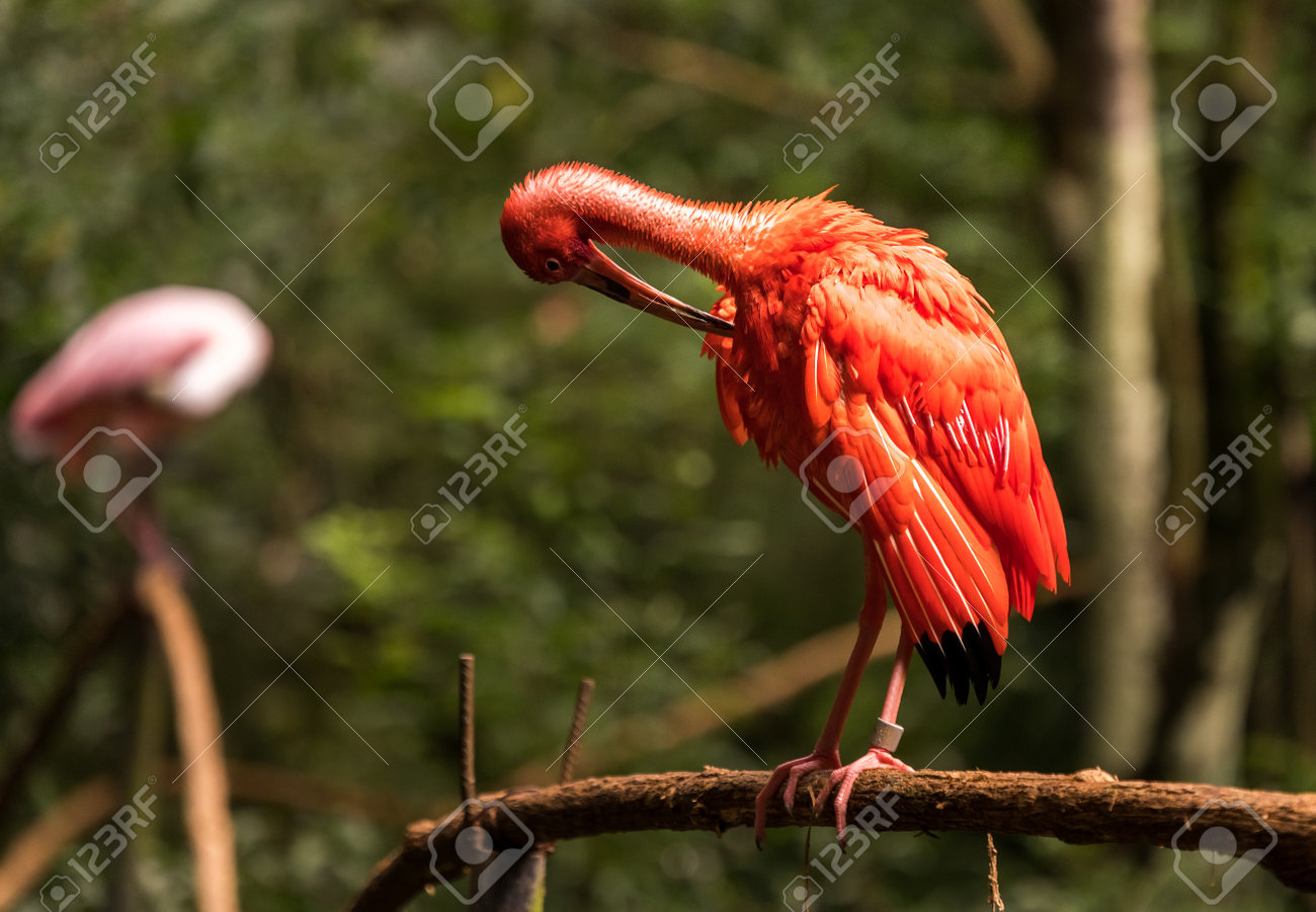 Brazil bird ブラジル　バード　アキツユコ Brazil bird ブラジル バード アキツユコ bird | bird | ソニー