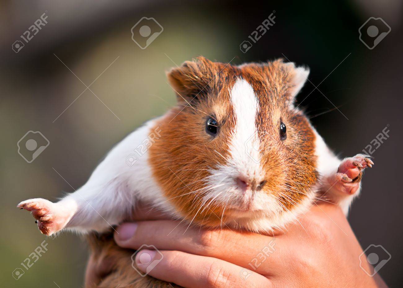 Guinea Pig In The Hands Of Man. Stock Photo, Picture And Royalty Free  Image. Image 12036260.