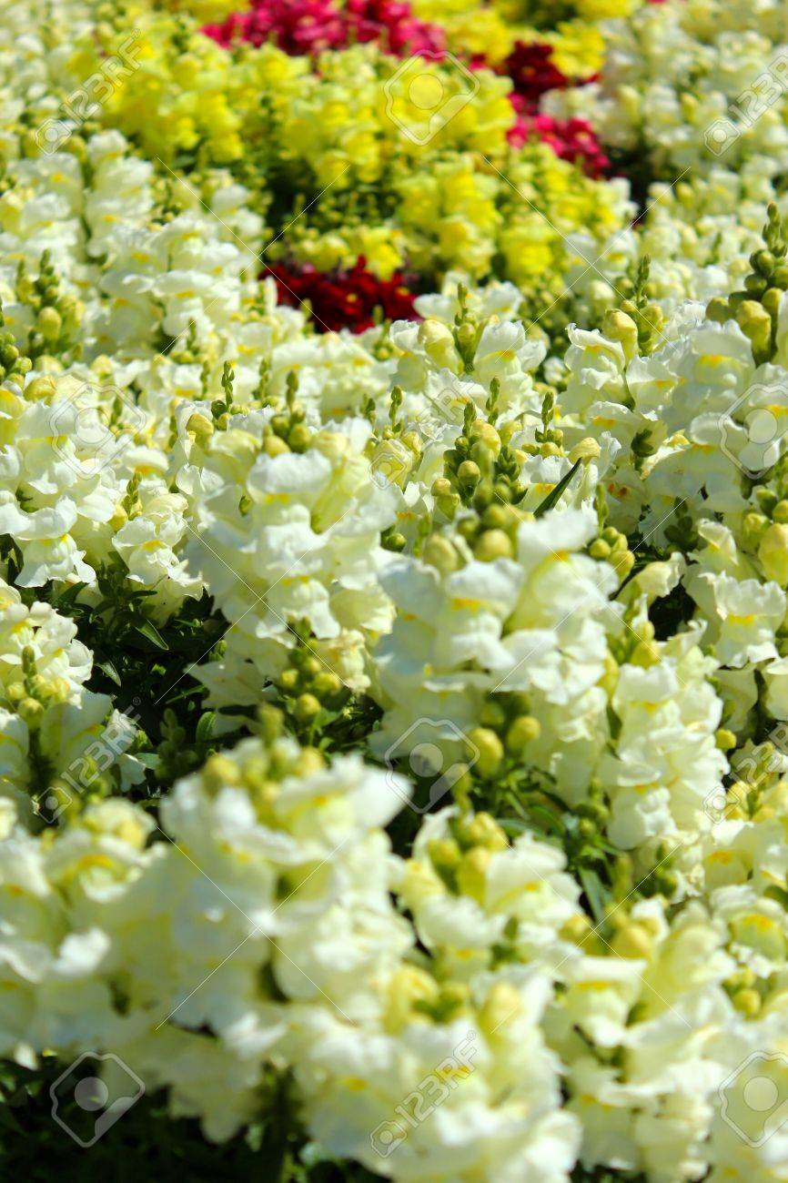 snap dragon flowers in a garden bed stock photo picture and royalty
