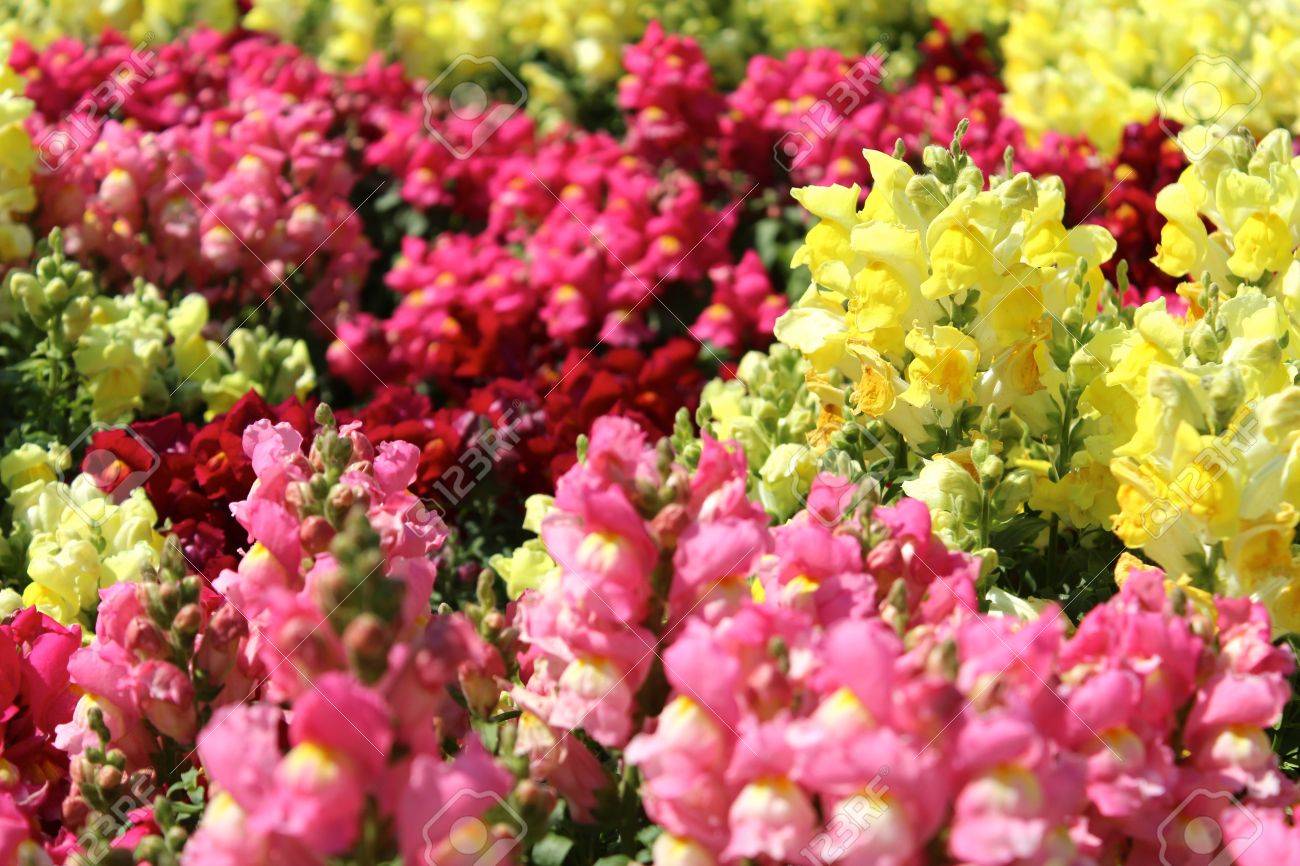 colorful snap dragon flowers stock photo picture and royalty free