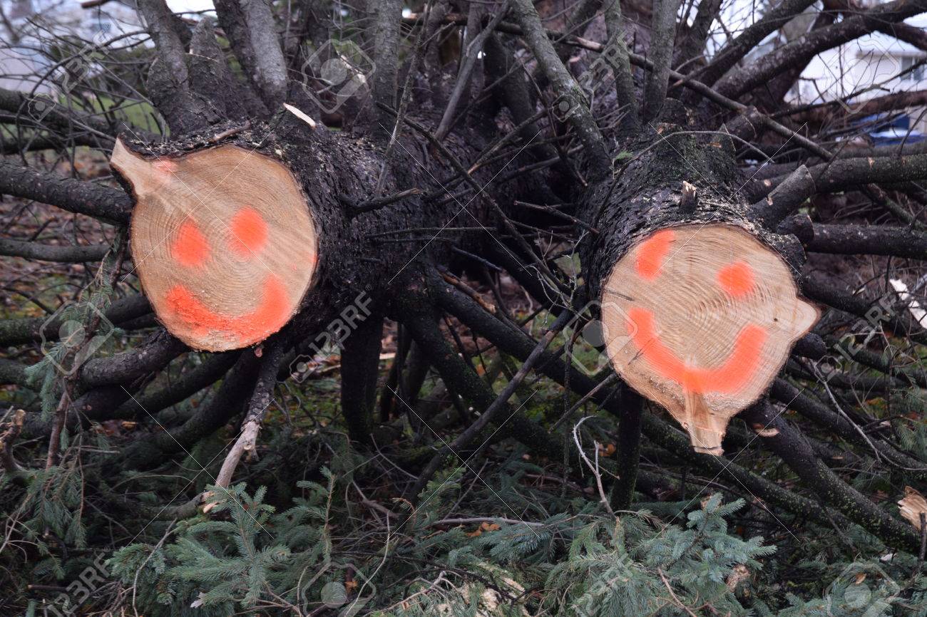 Avoir Images Smiley Face Storm Humor On Cut Ends Of Downed Trees Stock Photo actualisé par