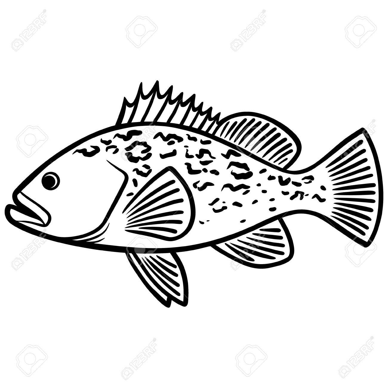 ハタの魚イラスト ロイヤリティフリークリップアート、ベクター
