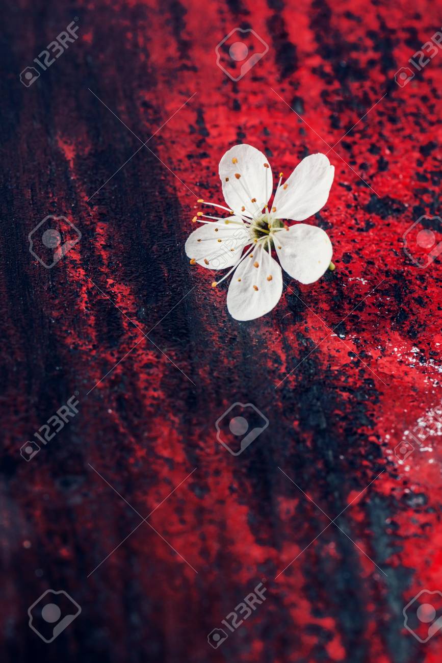 Red And Black Cherry Blossom Wallpaper | kuivoja.ee