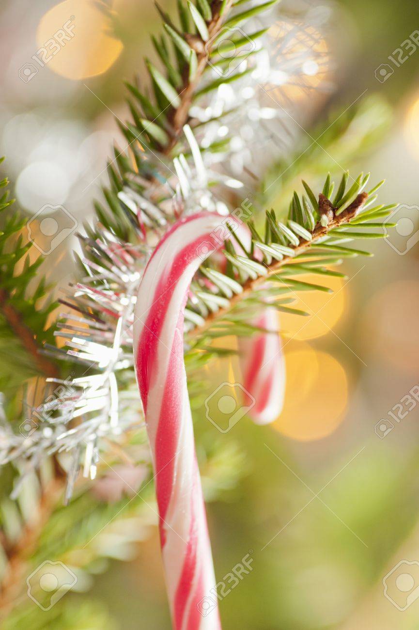 クリスマス ツリーにぶら下がっているストライプ キャンディケイン の写真素材 画像素材 Image