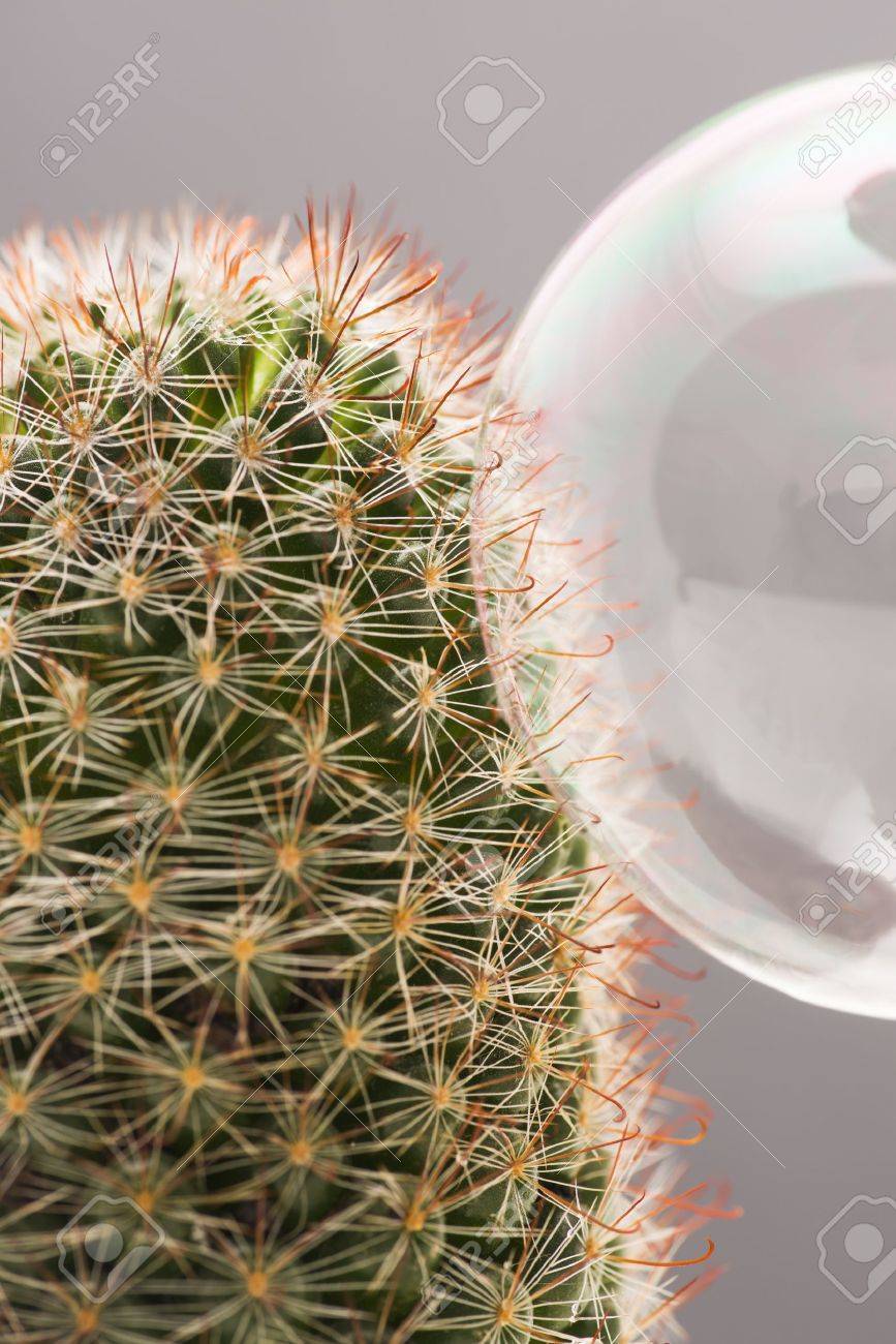 Closeup Of Bubble Stuck On The Needles Of A Cactus Stock Photo Picture And Royalty Free Image Image 15193745