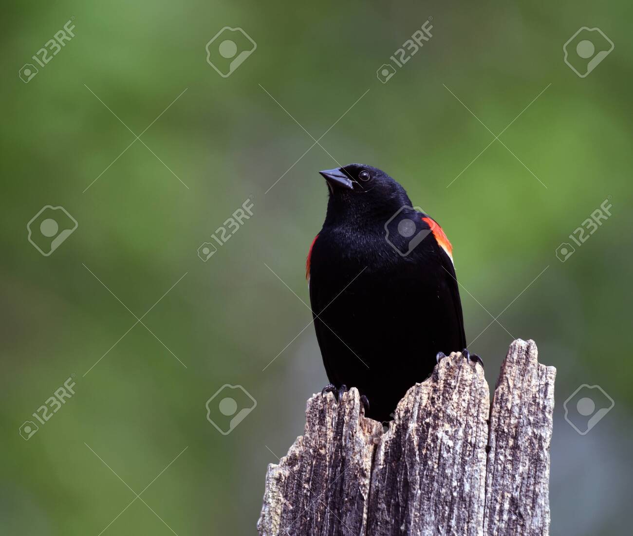 etiam-dictum-ipsum-a-felis