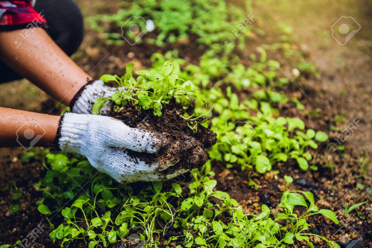 How To Grow Vegetables Plant Agriculture. Dig Into Soil The ...
