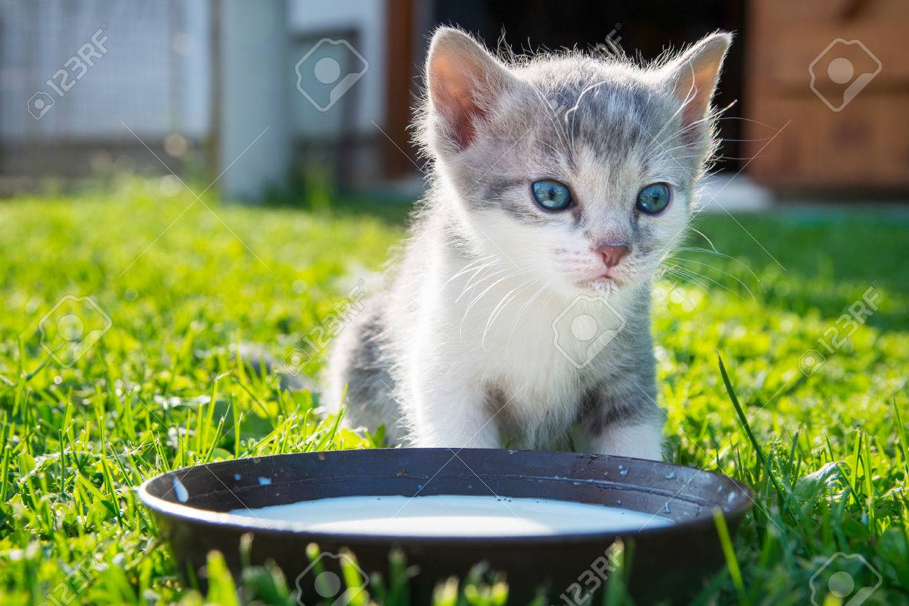 cute cat drinking milk