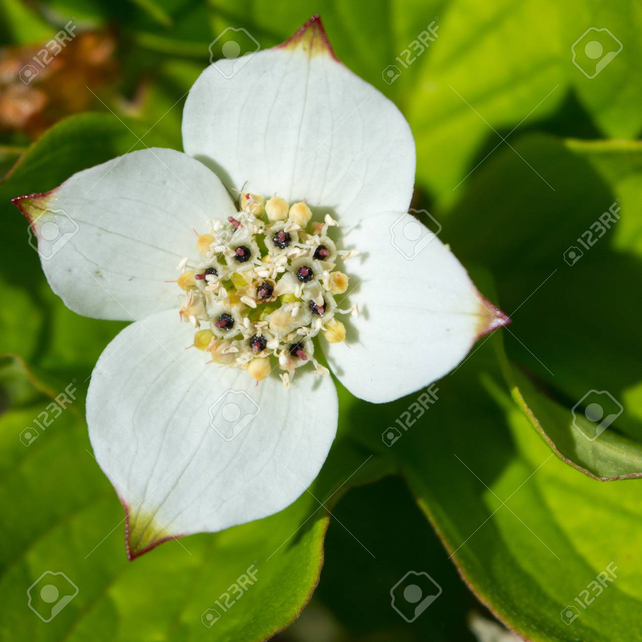 4 枚の白い花びらを形成する束ベリー花の外側 の写真素材 画像素材 Image