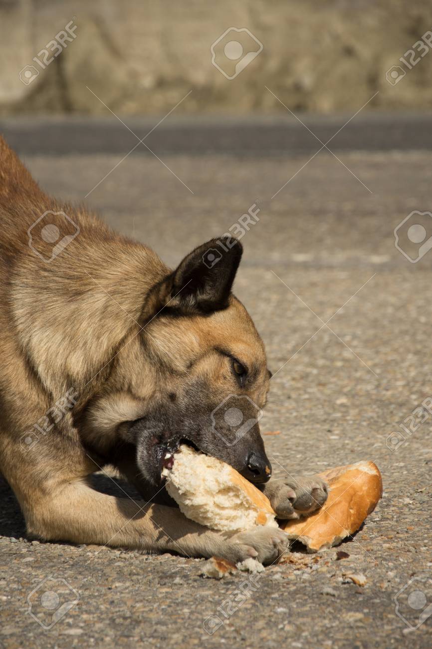 Brown Dog Eat Bread On The Street Stock Photo Picture And Royalty