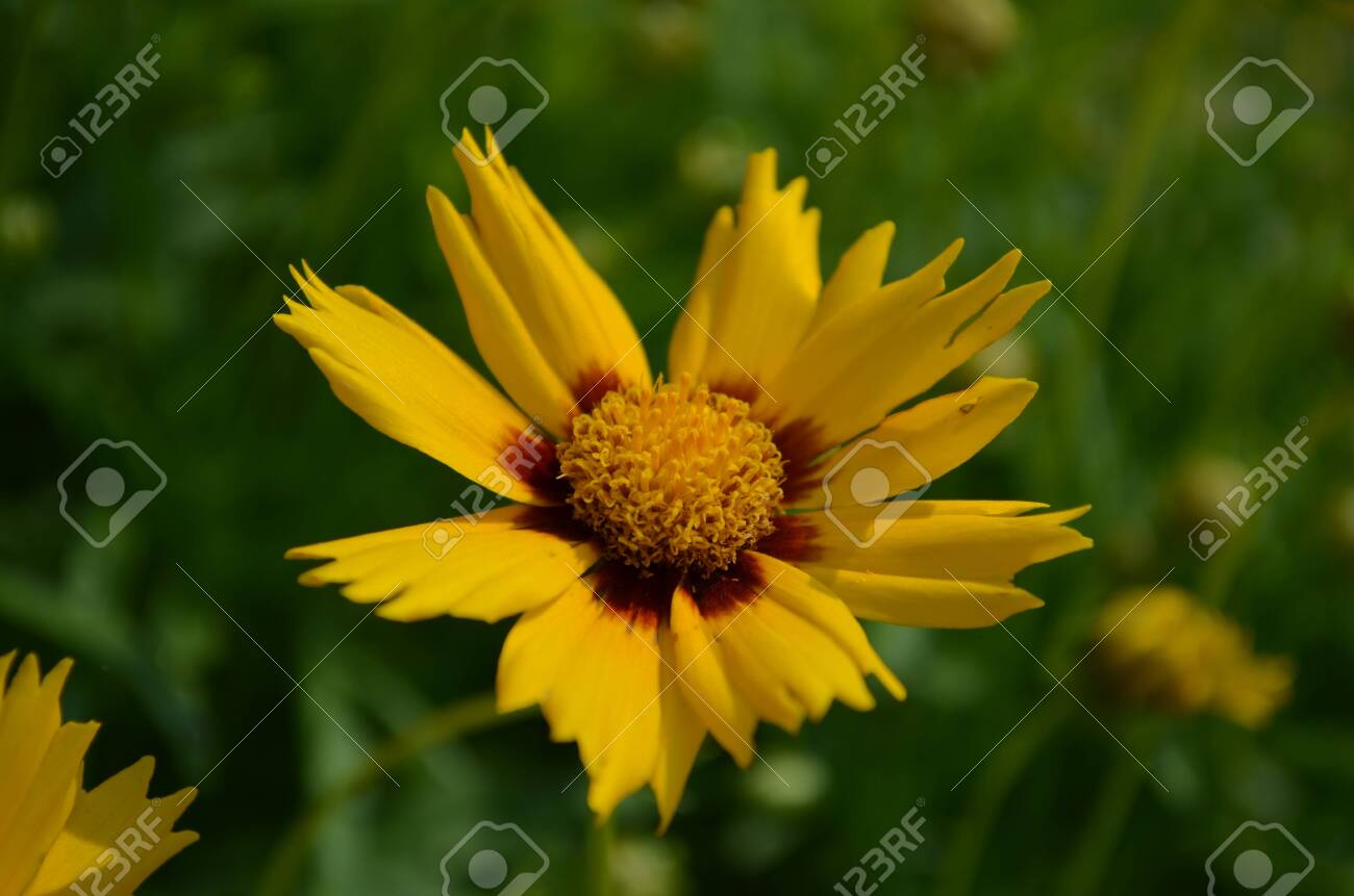 etiam-dictum-ipsum-a-felis