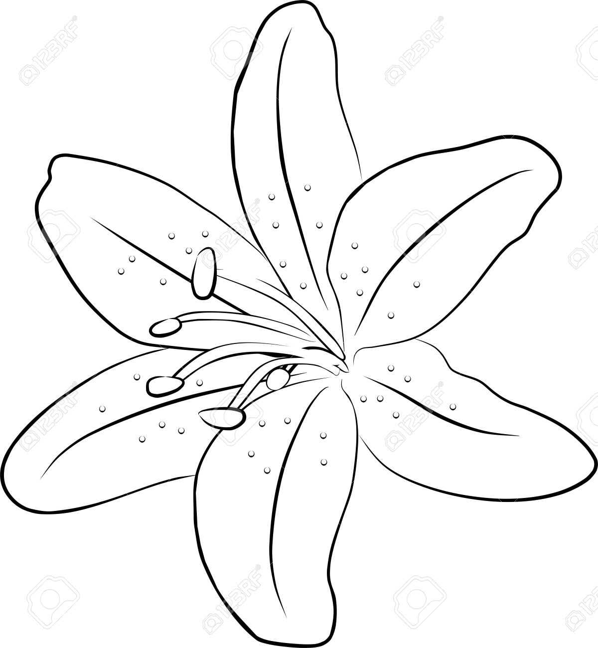 lily template
