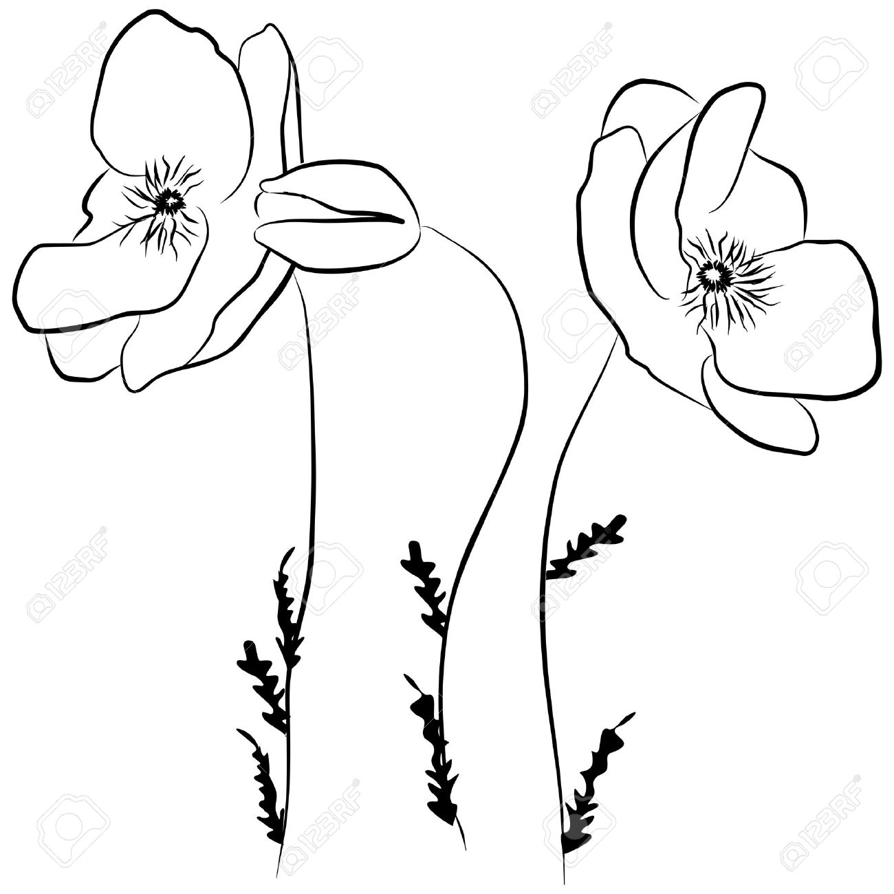 Fleur Coquelicots A Main Levee Sur Un Fond Blanc Illustration Vectorielle Clip Art Libres De Droits Vecteurs Et Illustration Image