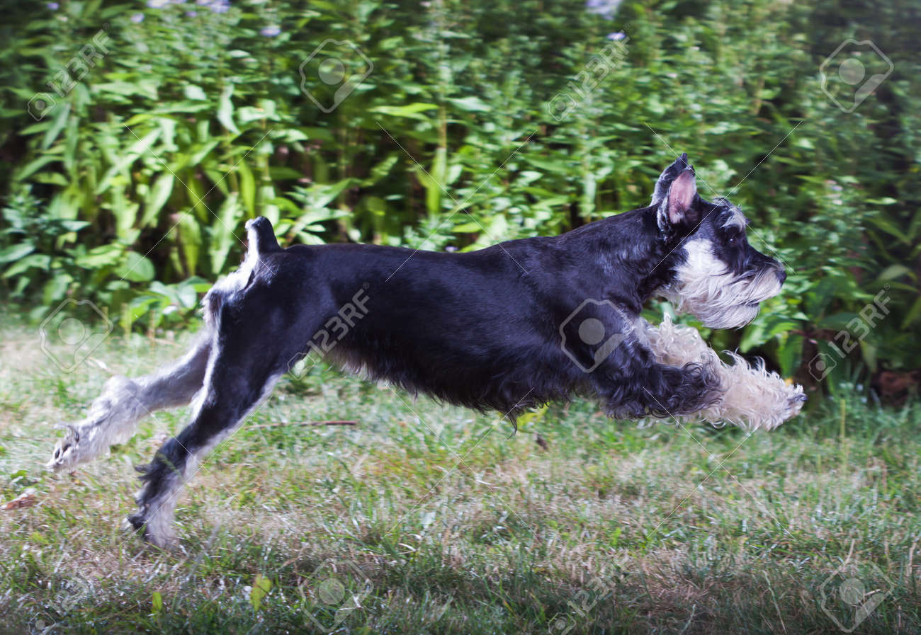 miniature schnauzer running